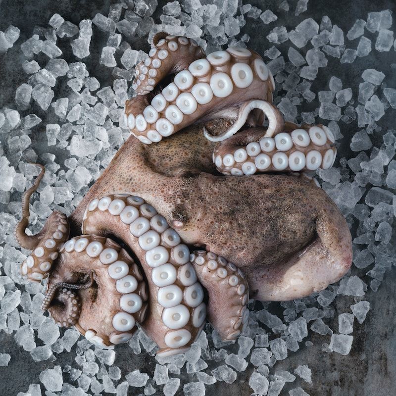 Осьминог целый